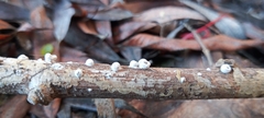 Fungi