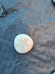 Echinarachnius parma