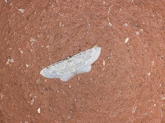 Poecilasthena scoliota