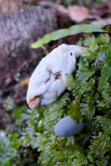 Clavogaster virescens