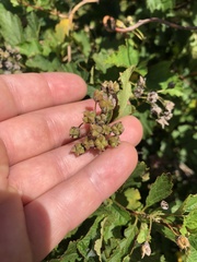 Physocarpus intermedius