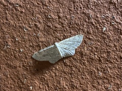 Poecilasthena scoliota