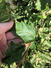 Physocarpus intermedius