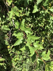 Physocarpus intermedius