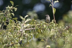 Phoenicurus phoenicurus