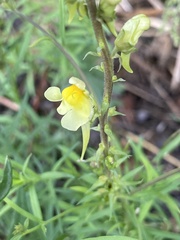 Linaria vulgaris