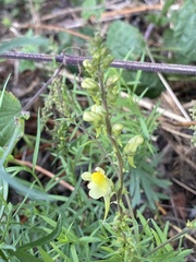 Linaria vulgaris