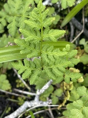 Cheilanthes capensis
