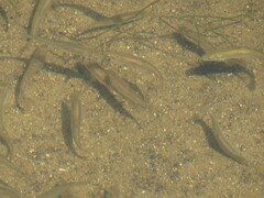 Notropis stramineus