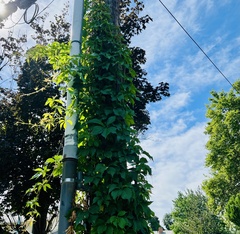 Parthenocissus quinquefolia