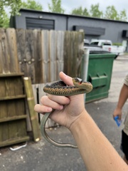 Thamnophis sirtalis sirtalis