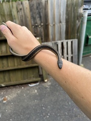 Thamnophis sirtalis sirtalis