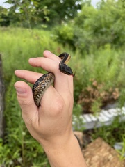 Thamnophis sirtalis sirtalis