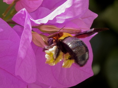 Xylocopa pubescens