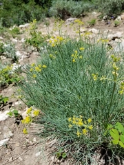 Lomatium graveolens