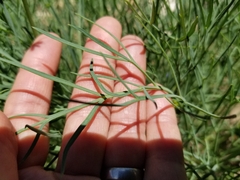Lomatium graveolens