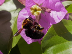 Xylocopa pubescens