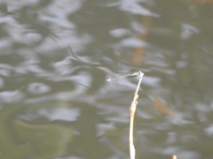 Ischnura capreolus