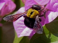 Xylocopa pubescens