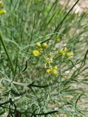 Lomatium graveolens