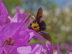 Xylocopa pubescens