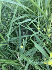 Linaria genistifolia