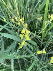 Linaria genistifolia