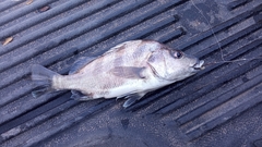 Rhencus macracanthus