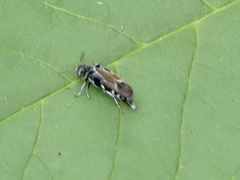 Glipa hilaris