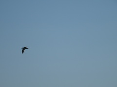 Chroicocephalus ridibundus