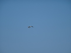 Chroicocephalus ridibundus