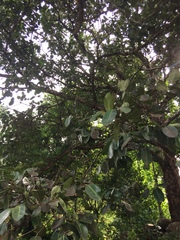 Syzygium cumini