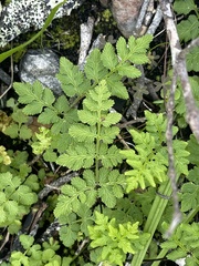Cheilanthes capensis