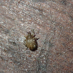 Rhinusa neta