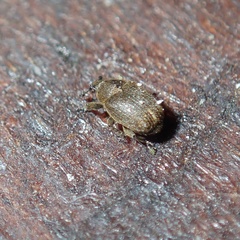 Rhinusa neta