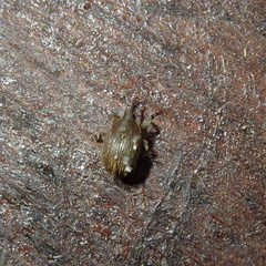 Rhinusa neta