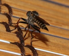 Neomochtherus geniculatus