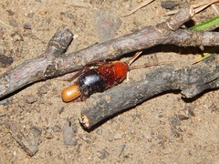 Parcoblatta fulvescens