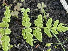 Cheilanthes capensis