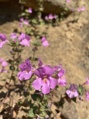 Diplacus cusickioides