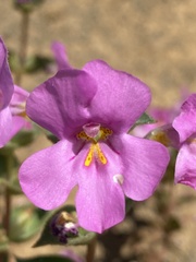 Diplacus cusickioides