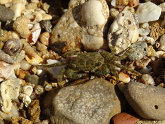 Pachygrapsus marmoratus