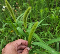 Setaria italica