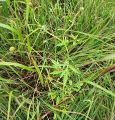 Napaea dioica