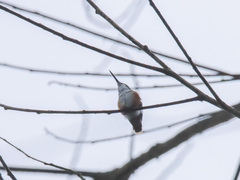 Chaetocercus mulsant