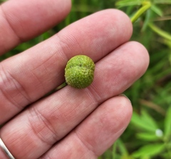 Napaea dioica