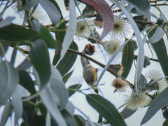 Chaetocercus mulsant