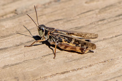 Camnula pellucida
