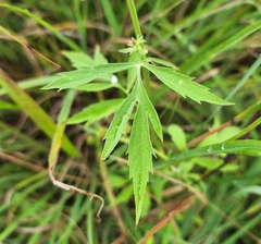 Napaea dioica