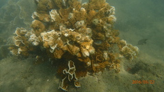 Millepora squarrosa